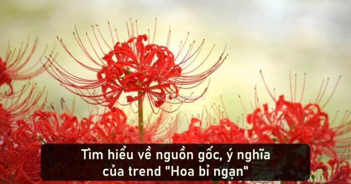 hoa-bi-ngan-04 Trend Hoa bỉ ngạn bắt nguồn từ đâu? Có ý nghĩa gì?