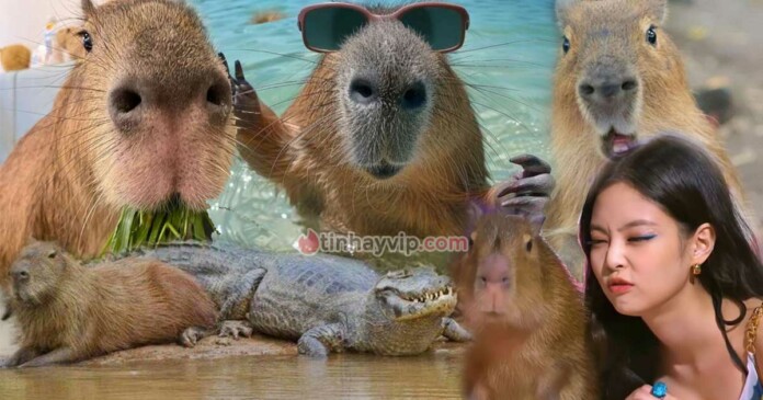 99-hinh-nen-capybara-cute-chibi-hai-huoc-0 99+ hình nền Capybara cute, hài hước cho fan bộ trưởng bộ ngoại giao