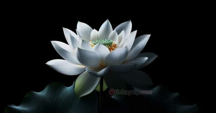 anh-hoa-sen-trang-y-nghia-la-gi-tong-hop-anh-dep-00 Ảnh hoa sen trắng ý nghĩa là gì? Tổng hợp ảnh đẹp, HD 4K