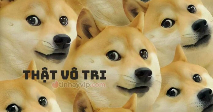 tong-hop-anh-vo-tri-dang-yeu-vui-nhon-0 Tổng hợp ảnh vô tri cute, đáng yêu, dễ thương, hài hước, vui nhộn
