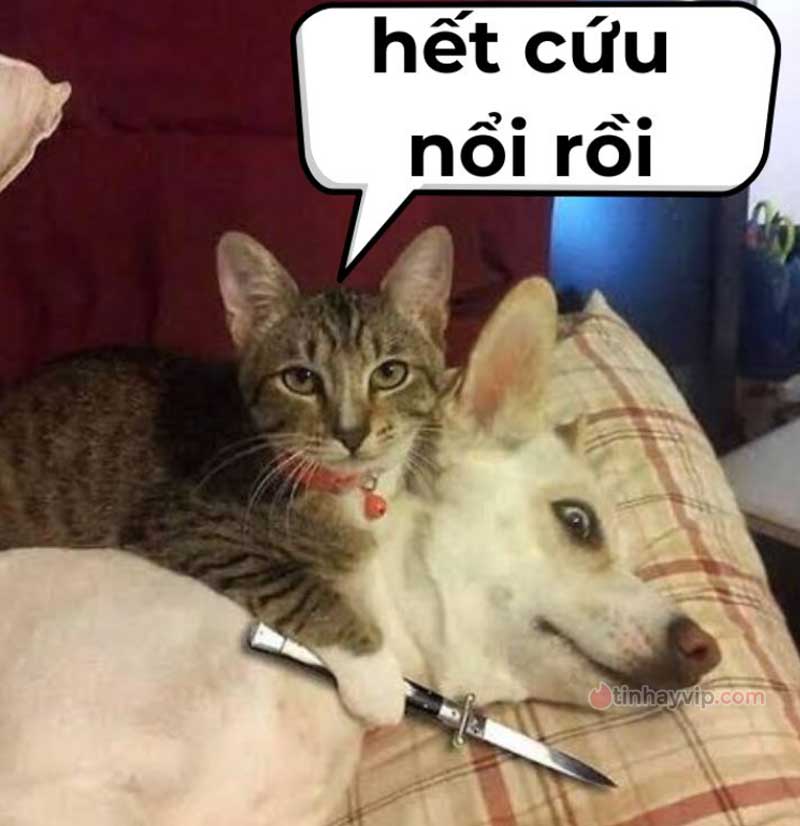 Top ảnh meme hết cứu