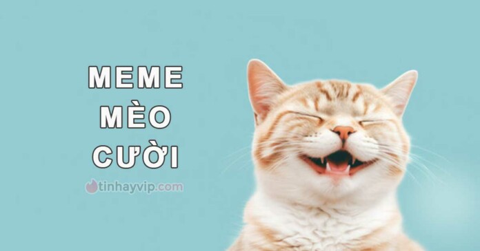 top-99-meme-meo-cuoi-hai-bua-dang-yeu-vui-nhon-0 Top 99+ meme mèo cười hài bựa, đáng yêu, vui nhộn