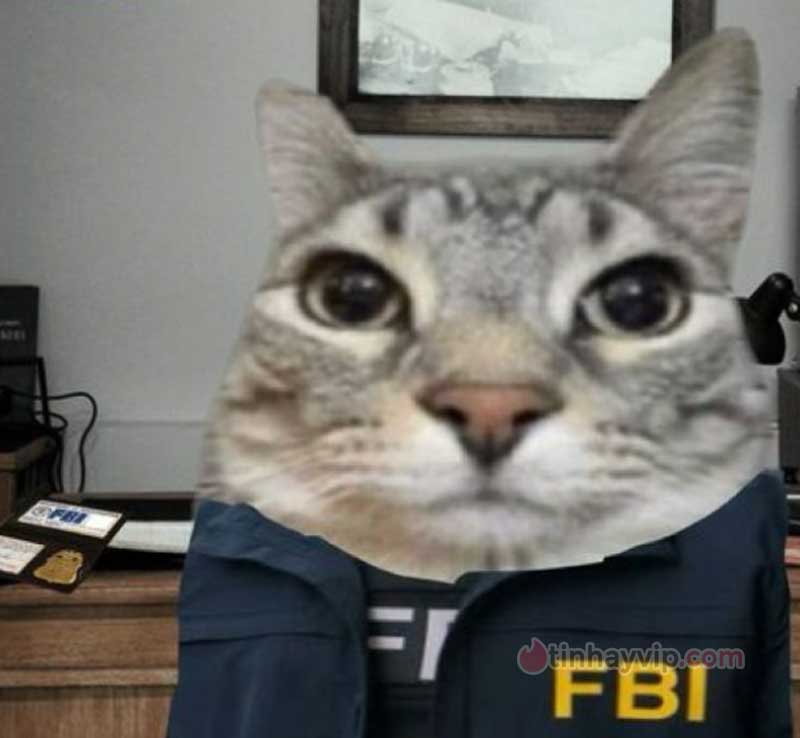 Top ảnh meme FBI