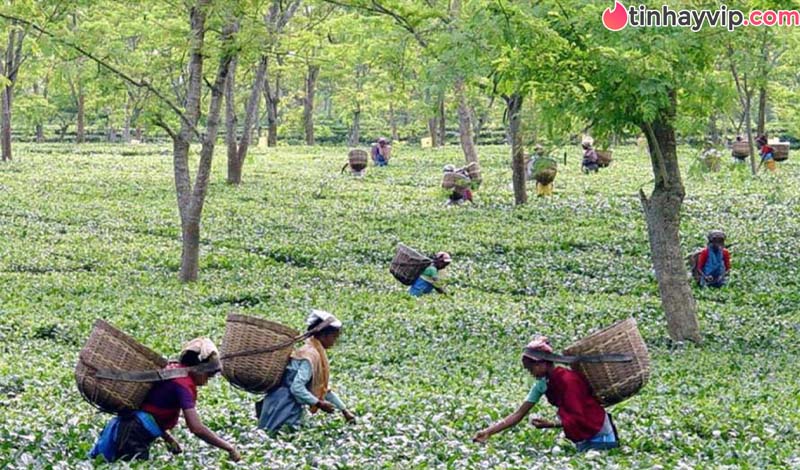 Lạnh gáy với những câu chuyện ăn thịt người thời hiện đại