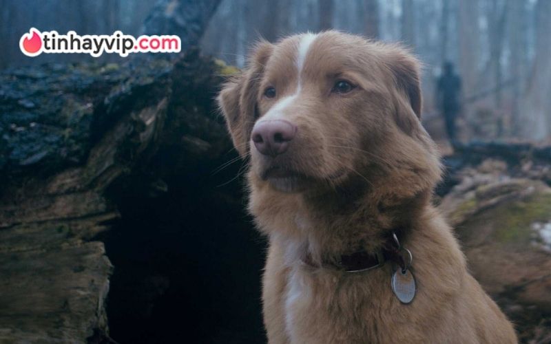 Phim kinh dị Good Boy gây ấn tượng toàn cầu với trailer ngắn