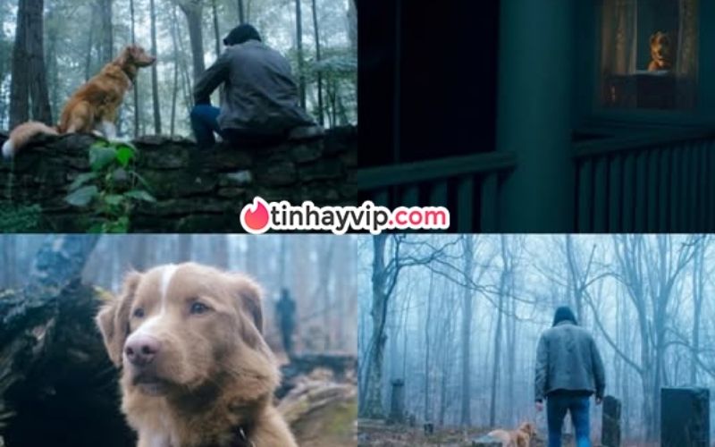 Phim kinh dị Good Boy gây ấn tượng toàn cầu với trailer ngắn