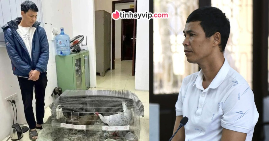 Vụ gà lôi trắng: Bị cáo Thái Khắc Thành được trả tự do