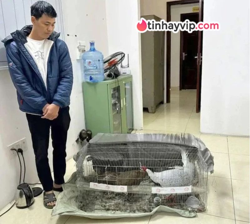 Vụ gà lôi trắng: Bị cáo Thái Khắc Thành được trả tự do