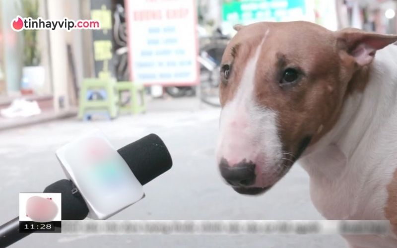 Hiện tượng "Phở anh Hai" - Brother Hai's Pho Restaurant và sự nổi tiếng từ trùng hợp của "Tam Ca" Brother Hai's Pho Restaurant