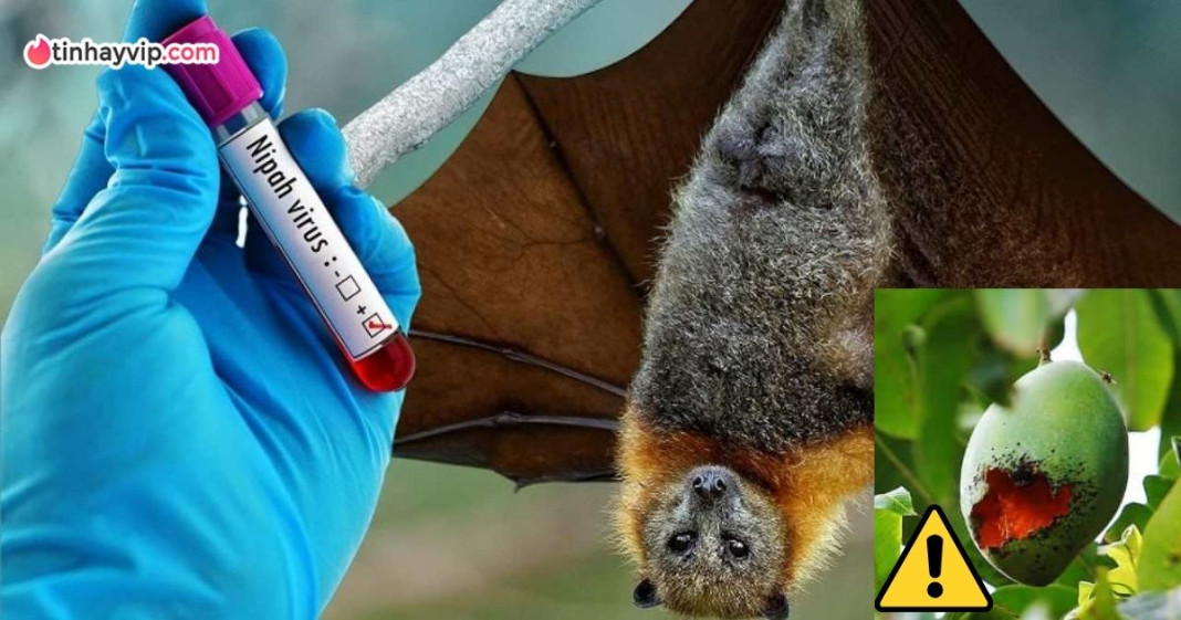 Cảnh báo Virus Nipah tại Ấn Độ có tỷ lệ tử vong cao