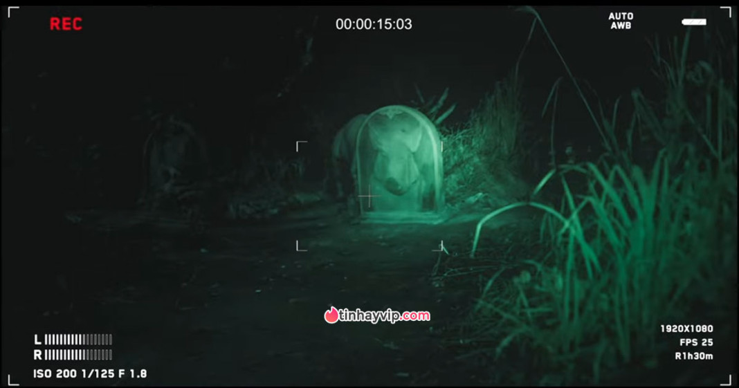 Heo Năm Móng nối dài vũ trụ truyền thuyết kinh dị Việt Nam về động vật